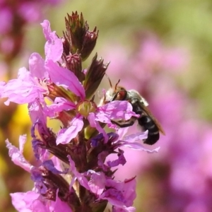 Megachile aurifrons at Acton, ACT - 28 Feb 2019