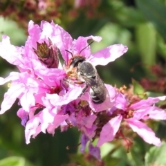 Megachile aurifrons at Acton, ACT - 28 Feb 2019