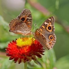 Junonia villida (Meadow Argus) at ANBG - 28 Feb 2019 by RodDeb