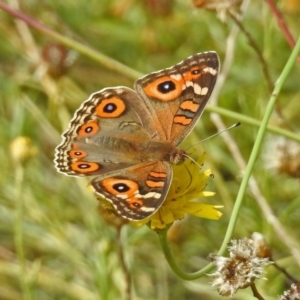 Junonia villida at Acton, ACT - 28 Feb 2019