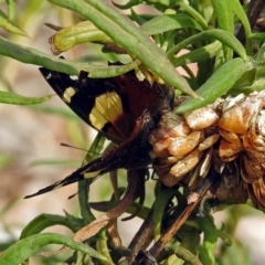 Vanessa itea (Yellow Admiral) at ANBG - 27 Feb 2019 by RodDeb