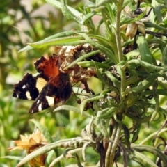 Vanessa itea at Acton, ACT - 28 Feb 2019 10:34 AM