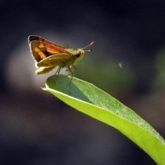 Ocybadistes walkeri (Green Grass-dart) at ANBG - 28 Feb 2019 by RodDeb