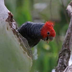 Callocephalon fimbriatum at Acton, ACT - suppressed