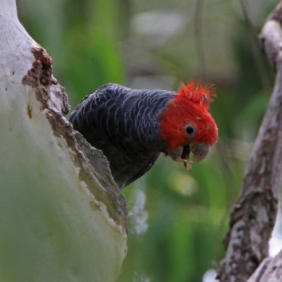 Callocephalon fimbriatum (Gang-gang Cockatoo) at GG179 - 28 Feb 2019 by RodDeb