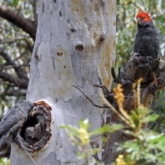 Callocephalon fimbriatum at Acton, ACT - suppressed