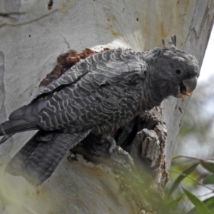 Callocephalon fimbriatum at Acton, ACT - 28 Feb 2019