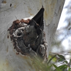 Callocephalon fimbriatum at Acton, ACT - suppressed