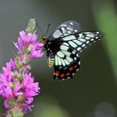 Papilio anactus (Dainty Swallowtail) at Acton, ACT - 28 Feb 2019 by RodDeb