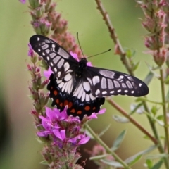 Papilio anactus at Acton, ACT - 28 Feb 2019 11:34 AM