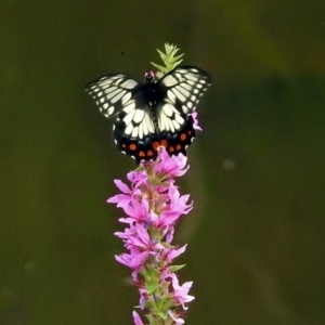 Papilio anactus at Acton, ACT - 28 Feb 2019