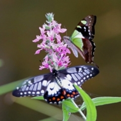 Papilio anactus at Acton, ACT - 28 Feb 2019 11:34 AM