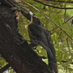 Cormobates leucophaea (White-throated Treecreeper) at ANBG - 28 Feb 2019 by RodDeb