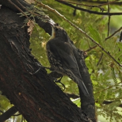 Cormobates leucophaea (White-throated Treecreeper) at Acton, ACT - 28 Feb 2019 by RodDeb