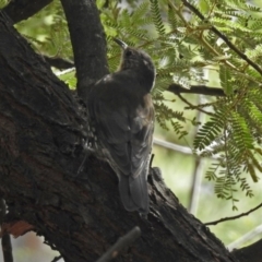 Cormobates leucophaea at Acton, ACT - 28 Feb 2019 12:31 PM