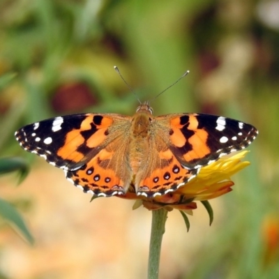 Vanessa kershawi (Australian Painted Lady) at Acton, ACT - 27 Feb 2019 by RodDeb