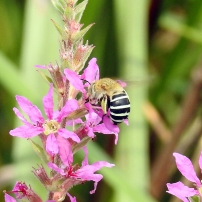 Amegilla (Zonamegilla) asserta (Blue Banded Bee) at Acton, ACT - 28 Feb 2019 by RodDeb