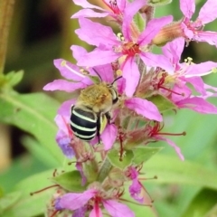 Amegilla (Zonamegilla) asserta at Acton, ACT - 28 Feb 2019