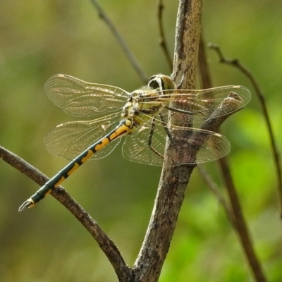 Hemicordulia tau (Tau Emerald) at ANBG - 28 Feb 2019 by RodDeb