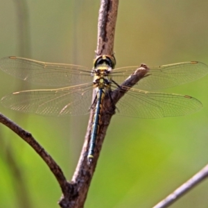 Hemicordulia tau at Hackett, ACT - 28 Feb 2019