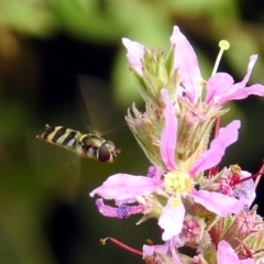 Syrphini (tribe) (Unidentified syrphine hover fly) at Acton, ACT - 28 Feb 2019 by RodDeb