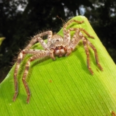 Holconia insignis (Branded huntsman) at ANBG - 27 Feb 2019 by RodDeb