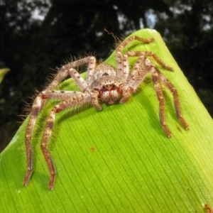 Holconia insignis at Acton, ACT - 28 Feb 2019