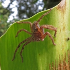 Holconia insignis at Acton, ACT - 28 Feb 2019