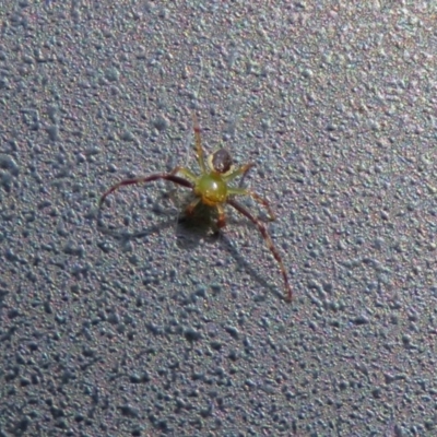 Australomisidia pilula (Lozenge-shaped Flower Spider) at Acton, ACT - 28 Feb 2019 by RodDeb