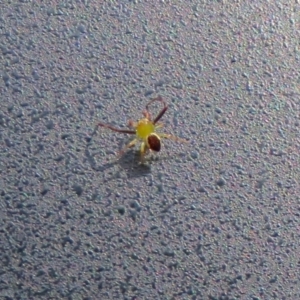 Australomisidia pilula at Acton, ACT - 28 Feb 2019