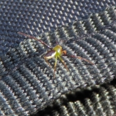 Australomisidia pilula at Acton, ACT - 28 Feb 2019