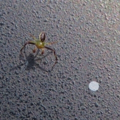 Australomisidia pilula at Acton, ACT - 28 Feb 2019