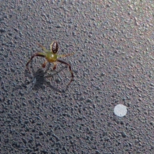 Australomisidia pilula at Acton, ACT - 28 Feb 2019