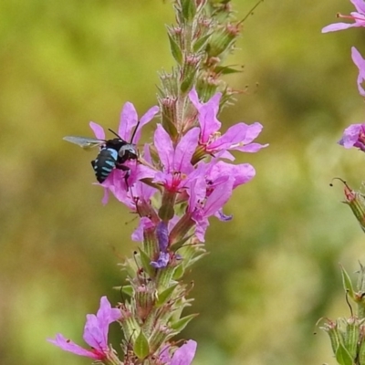 Thyreus nitidulus (Neon cuckoo bee) at ANBG - 28 Feb 2019 by RodDeb