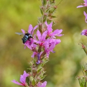 Thyreus nitidulus at Acton, ACT - 28 Feb 2019