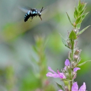 Thyreus nitidulus at Acton, ACT - 28 Feb 2019