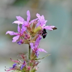 Thyreus nitidulus at Acton, ACT - 28 Feb 2019