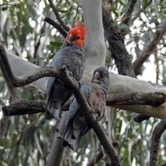 Callocephalon fimbriatum (Gang-gang Cockatoo) at ANBG - 28 Feb 2019 by RodDeb