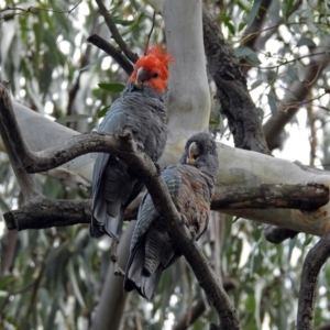 Callocephalon fimbriatum at Acton, ACT - 28 Feb 2019