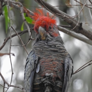 Callocephalon fimbriatum at Acton, ACT - 28 Feb 2019