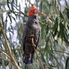 Callocephalon fimbriatum at Acton, ACT - suppressed