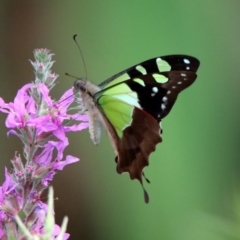 Graphium macleayanum (Macleay's Swallowtail) at ANBG - 28 Feb 2019 by RodDeb