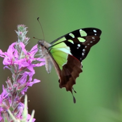 Graphium macleayanum (Macleay's Swallowtail) at Acton, ACT - 28 Feb 2019 by RodDeb