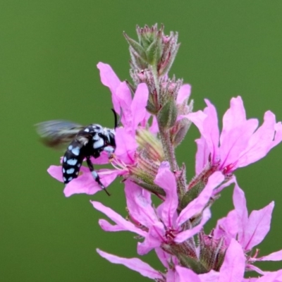 Thyreus caeruleopunctatus (Chequered cuckoo bee) at ANBG - 28 Feb 2019 by RodDeb