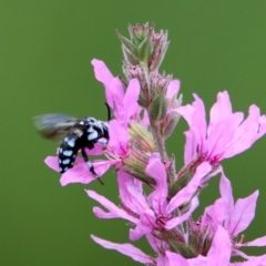 Thyreus caeruleopunctatus (Chequered cuckoo bee) at Acton, ACT - 28 Feb 2019 by RodDeb