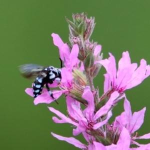 Thyreus caeruleopunctatus at Acton, ACT - 28 Feb 2019