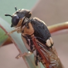 Pseudoperga sp. (genus) (Sawfly, Spitfire) at Fraser, ACT - 1 Mar 2019 by Laserchemisty