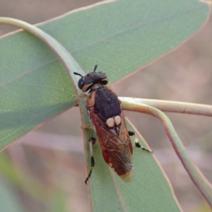 Pergidae sp. (family) at Fraser, ACT - 1 Mar 2019