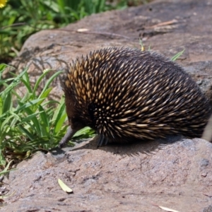 Tachyglossus aculeatus at Acton, ACT - 28 Feb 2019 12:41 PM