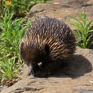 Tachyglossus aculeatus at Acton, ACT - 28 Feb 2019